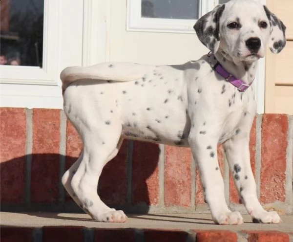 adorabili cuccioli di dalmata messi in adozione