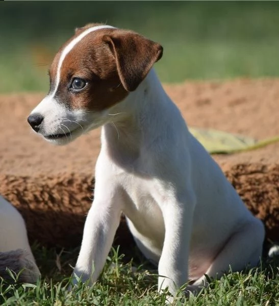 adorabili cuccioli di jack russell messi in adozione  sono delle gabbie domestiche aggiornate sullo