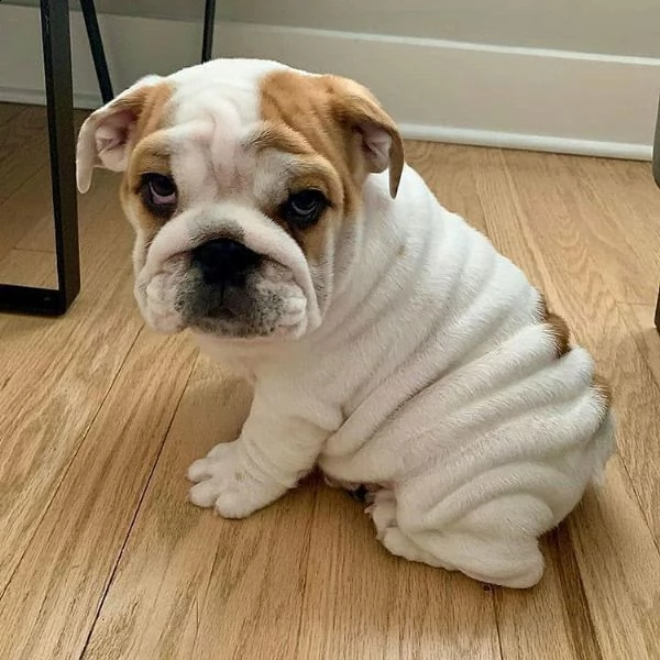 bulldog inglese abbiamo una bellissima cucciolata di bulldog britannici 