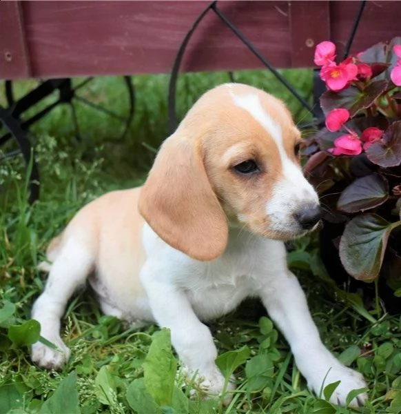 cuccioli di beagle bellissimi cuccioli di beagle tricolore 