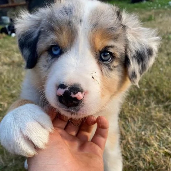 cuccioli border collie