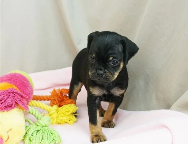 ho cuccioli di carlino maschio e femmina