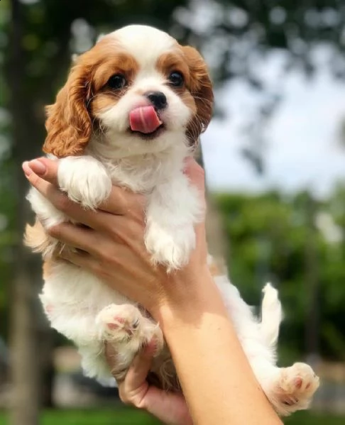 cuccioli di cavalier king  femminucce e maschietti per ladozione gratuita i cuccioli sono vaccinati