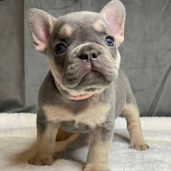 cuccioli di bulldog francese per ladozione