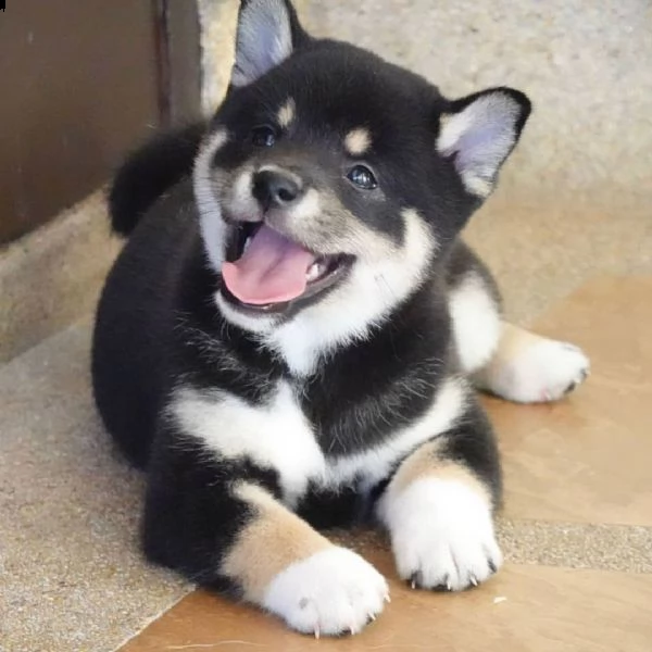regalo due cuccioli di shiba inu per ladozione