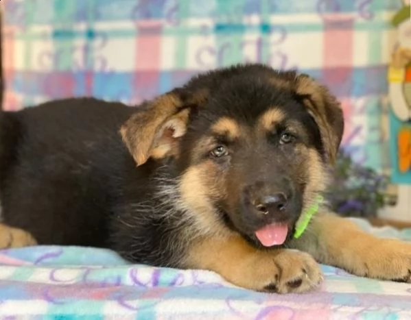 regalo pastore tedesco cuccioli meravigliosi  