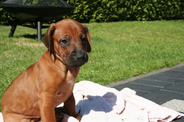 belllissimi cuccioli di rhodesian ridgeback | Foto 2