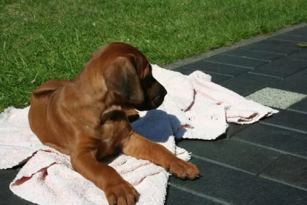 belllissimi cuccioli di rhodesian ridgeback