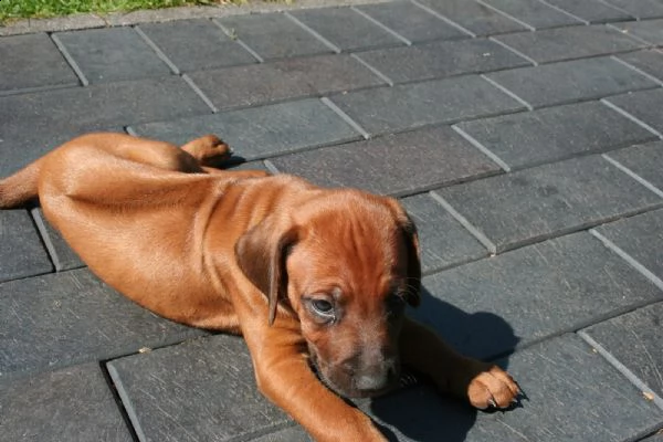 belllissimi cuccioli di rhodesian ridgeback | Foto 0