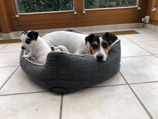 cuccioli di jack russell con pedigree | Foto 3