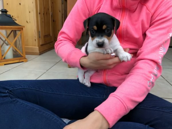 cuccioli di jack russell con pedigree | Foto 2