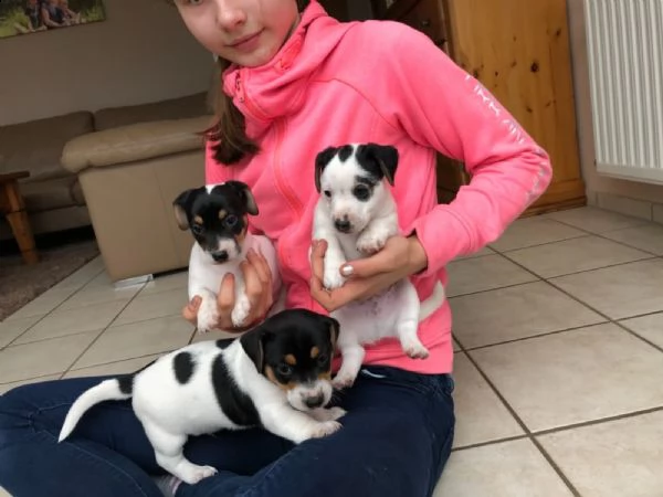 cuccioli di jack russell con pedigree