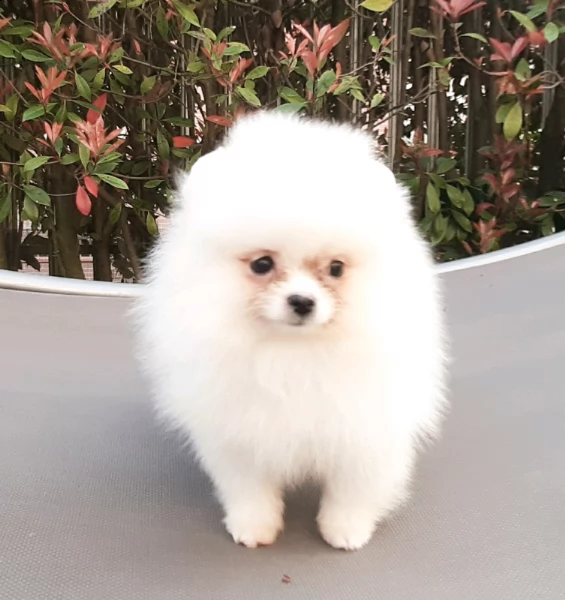 cucciola bianca di spitz di pomerania nano