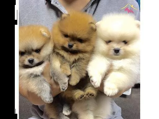 cuccioli di volpino pomerania originale