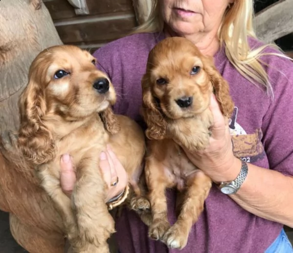 cocker spaniel americano | Foto 0