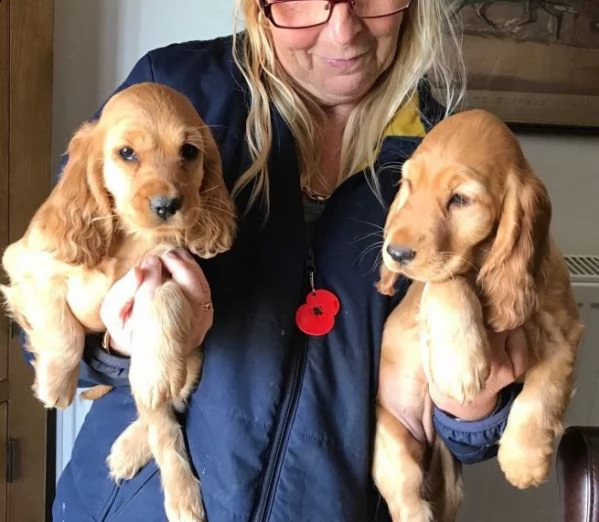 cocker spaniel americano
