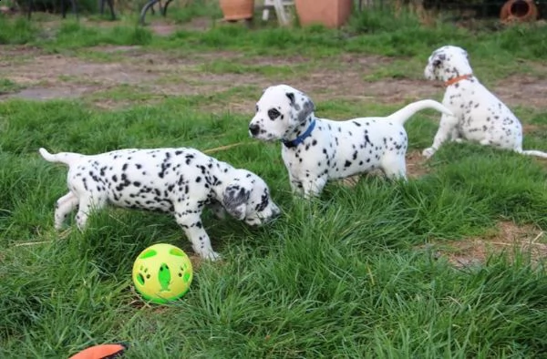meravigliosa cucciolata di dalmata | Foto 0