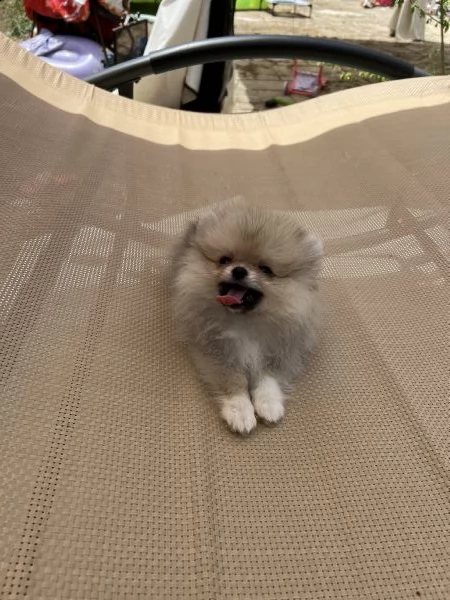 spitz tedesco nano, volpino pomerania toy salerno