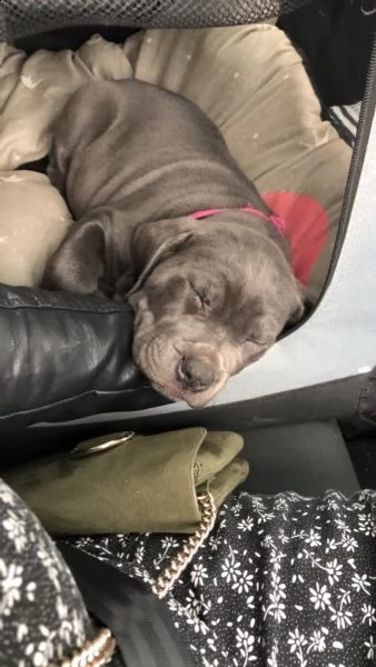 bellissimi cuccioli di cane corso | Foto 3