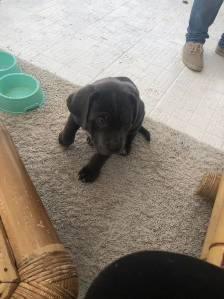 bellissimi cuccioli di cane corso | Foto 2