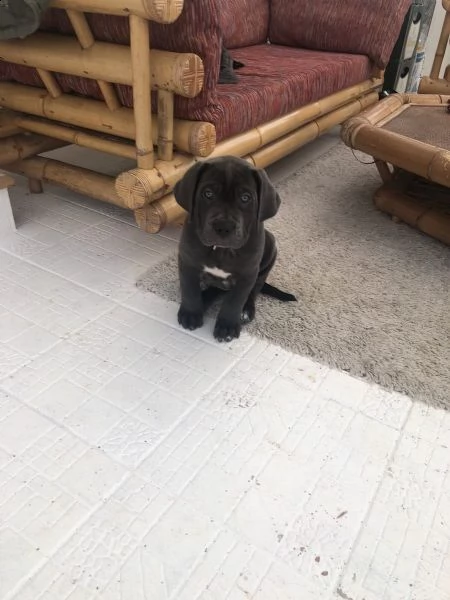 bellissimi cuccioli di cane corso | Foto 1