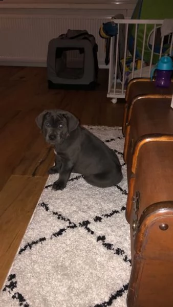 bellissimi cuccioli di cane corso | Foto 0