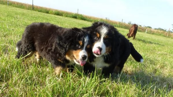 disponibili cuccioli di bovaro del bernese | Foto 3