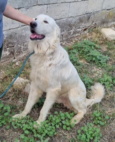 splendor: giovane maschio dolce simil maremmano | Foto 3