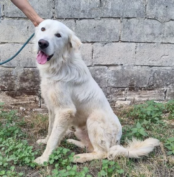 splendor: giovane maschio dolce simil maremmano | Foto 2