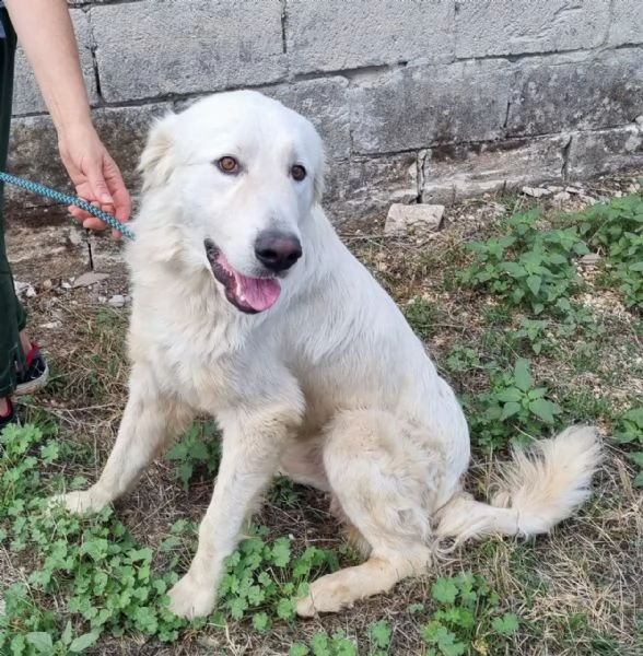 splendor: giovane maschio dolce simil maremmano | Foto 0
