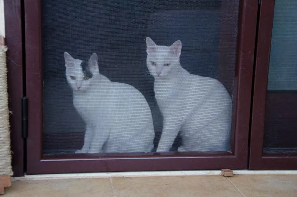rocket e jean | Foto 4