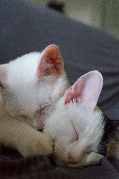 rocket e jean | Foto 3