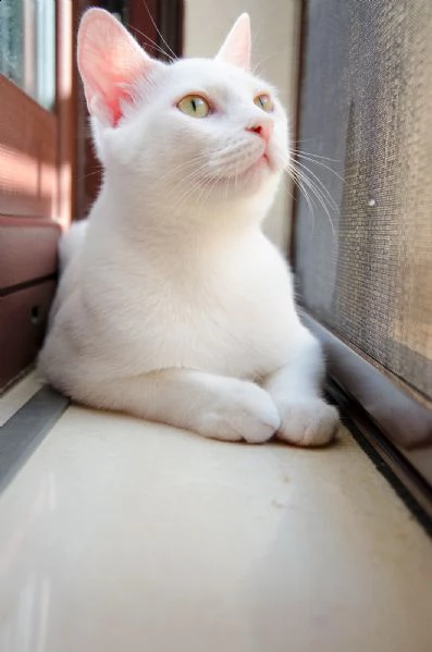 rocket e jean | Foto 1