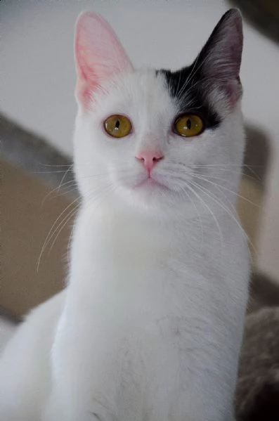 rocket e jean | Foto 0