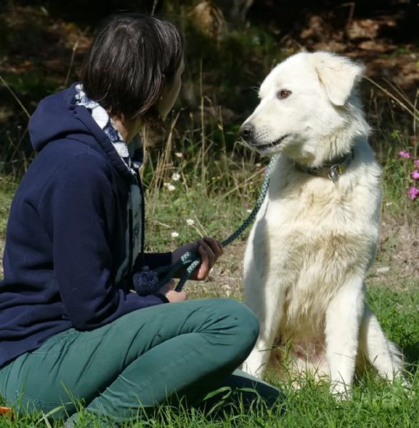 ben maschio giovane simil golden retriever | Foto 4