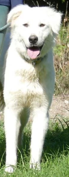 ben: maschio giovane simil golden retriever | Foto 3