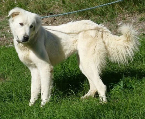 ben maschio giovane simil golden retriever | Foto 2