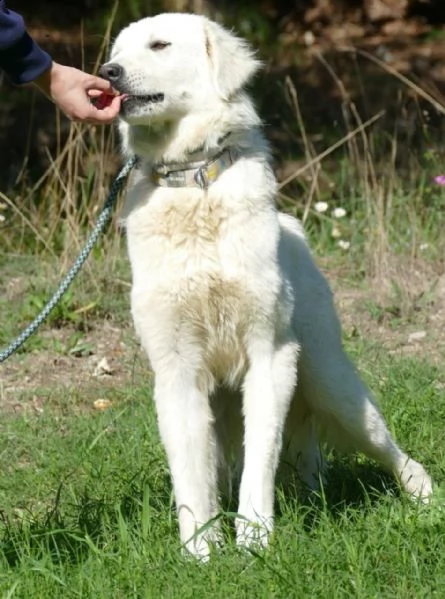 ben: maschio giovane simil golden retriever | Foto 1