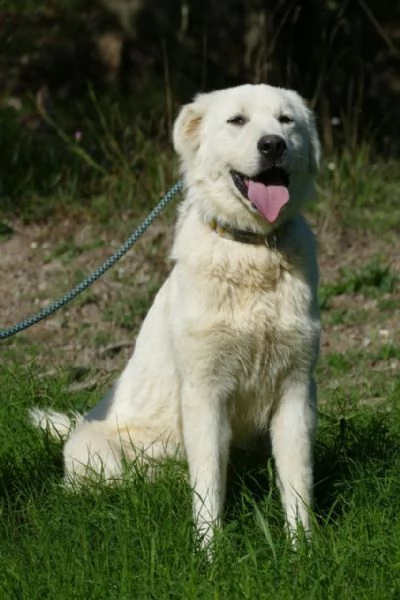 ben maschio giovane simil golden retriever