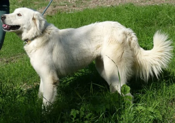 ben maschio giovane simil golden retriever | Foto 0