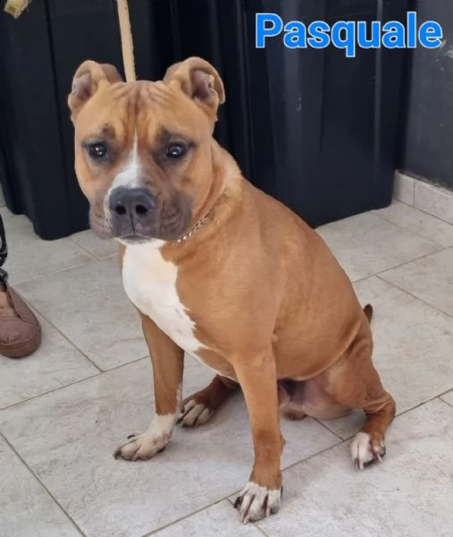 pasquale: giovane maschio pitbull | Foto 4