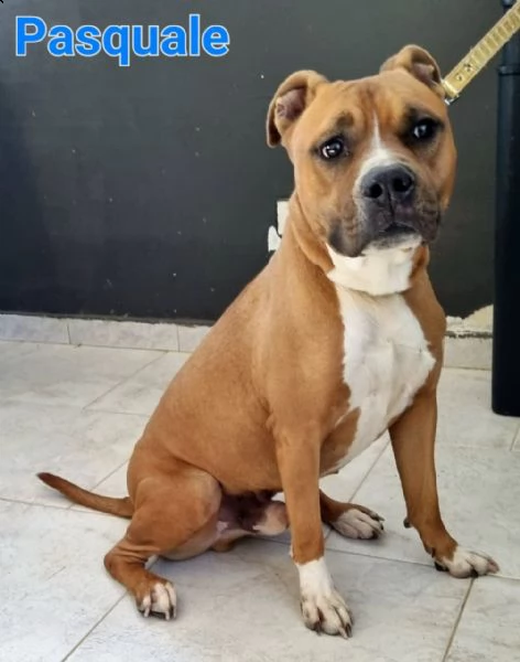 pasquale: giovane maschio pitbull | Foto 3