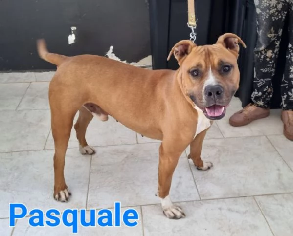 pasquale: giovane maschio pitbull