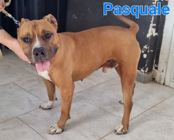 pasquale: giovane maschio pitbull | Foto 2