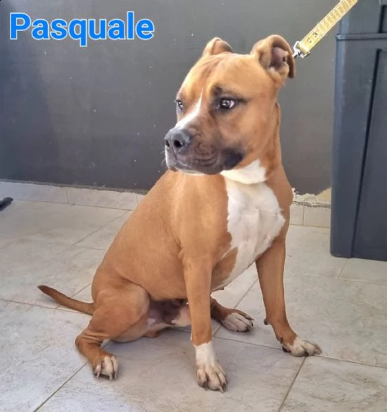 pasquale: giovane maschio pitbull | Foto 1