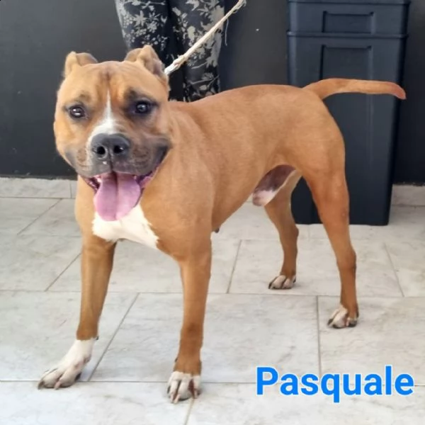 pasquale: giovane maschio pitbull | Foto 0
