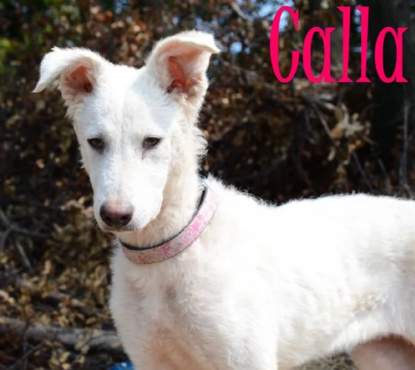 calla: femmina giovane taglia media 