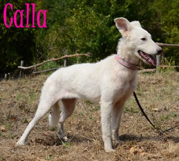 calla: femmina giovane taglia media  | Foto 0