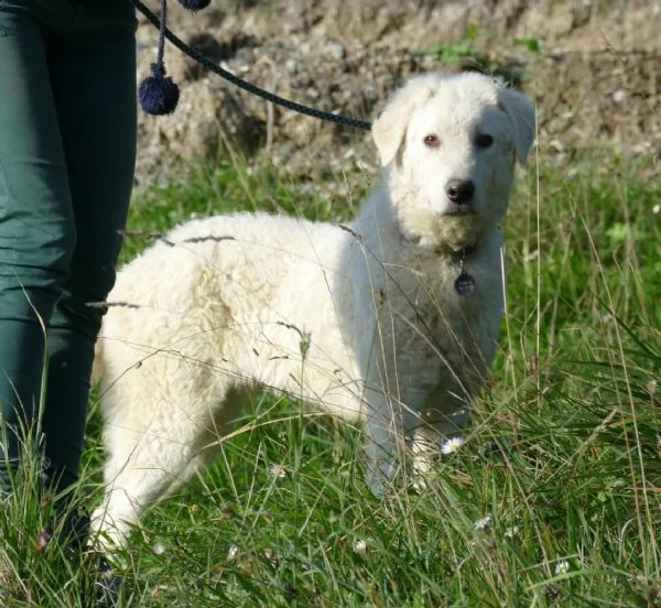 giglio: maschio giovane simil maremmano | Foto 2