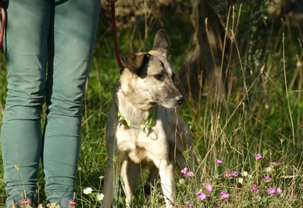 velvet: dolcissima cagnolina taglia media | Foto 4